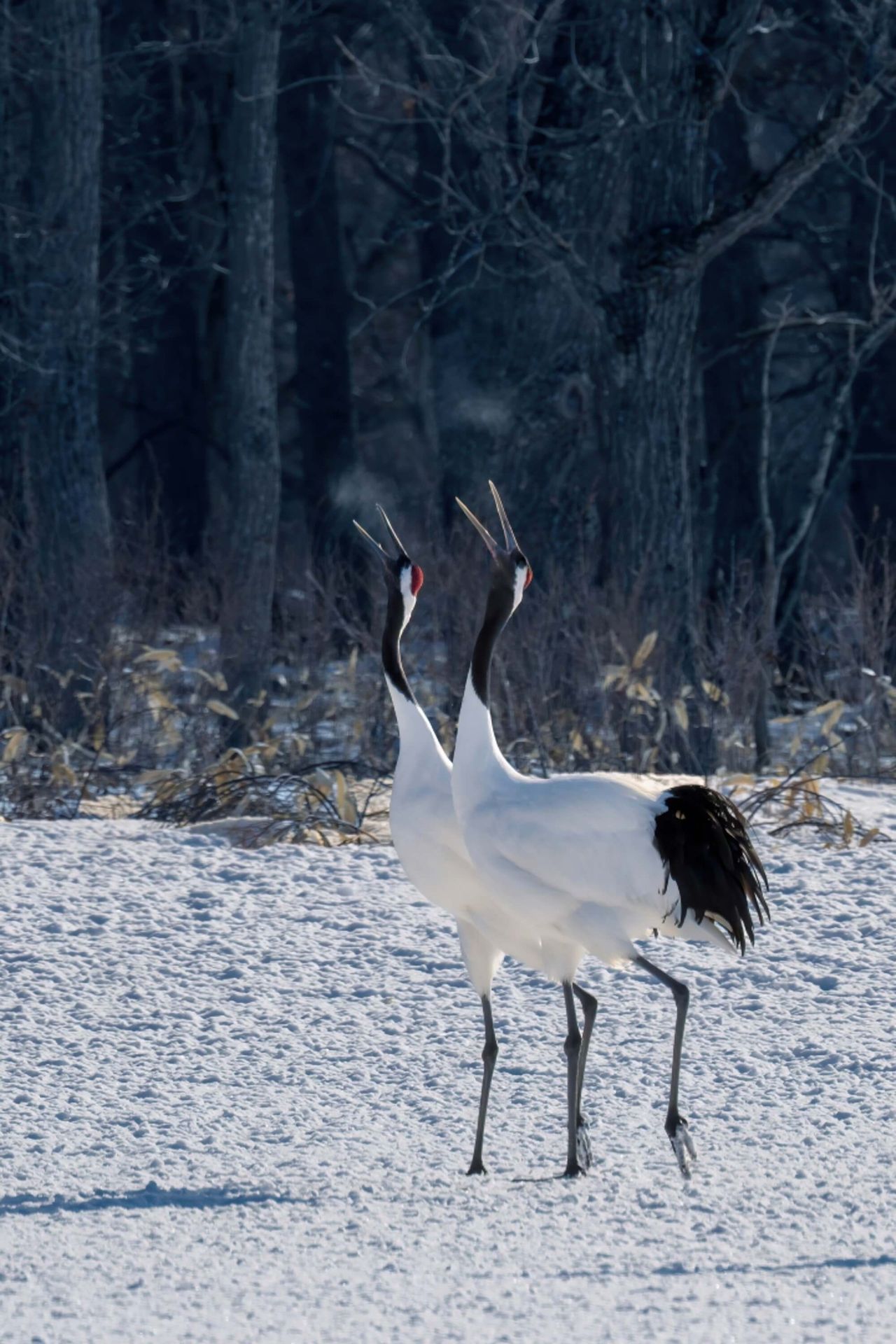 Red-crowned crane.