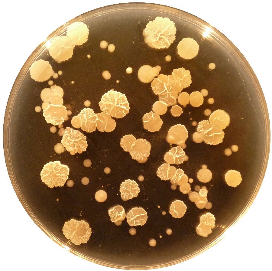Gallery Bacteria in Your Belly Button Live Science