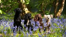 Four of the UK's most popular dog breeds sitting in wood among bluebells