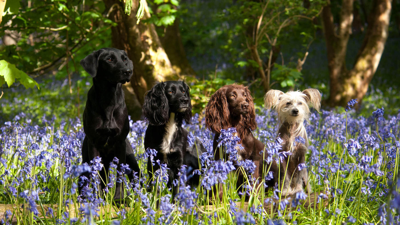 Four of the UK's most popular dog breeds sitting in wood among bluebells