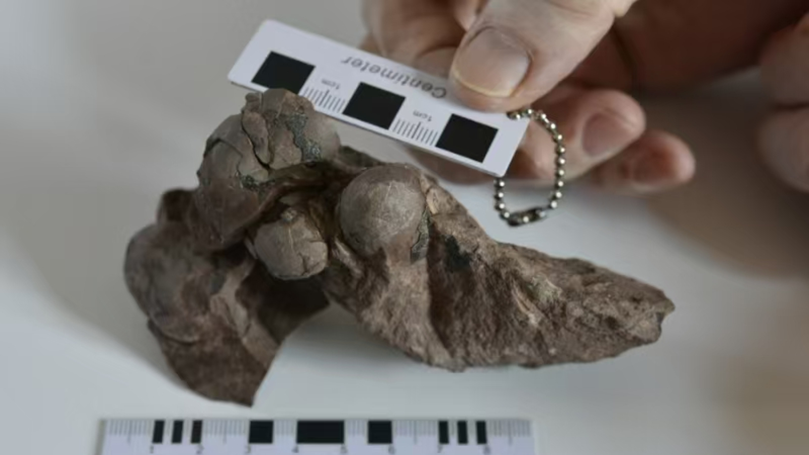 80 million-year-old dinosaur 'mini eggs' unearthed at Chinese construction site are the smallest ever found — and belong to a never-before-seen T. rex relative