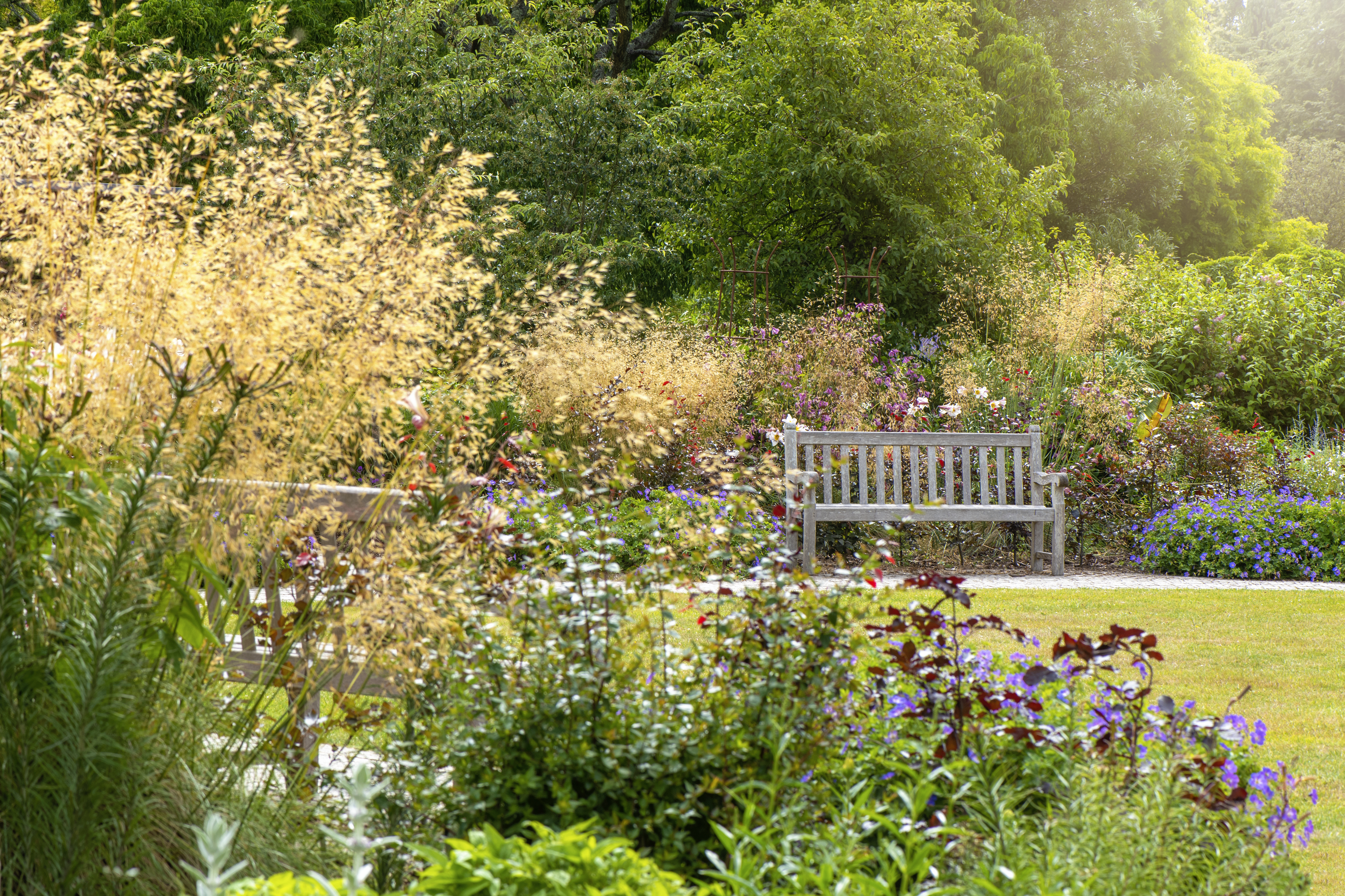 Garden bench in a pretty, blooming summer garden