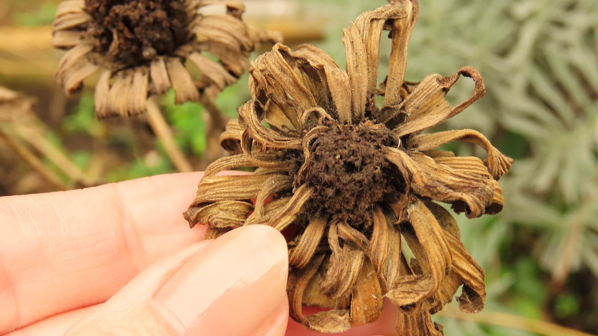 Zinnia seed head