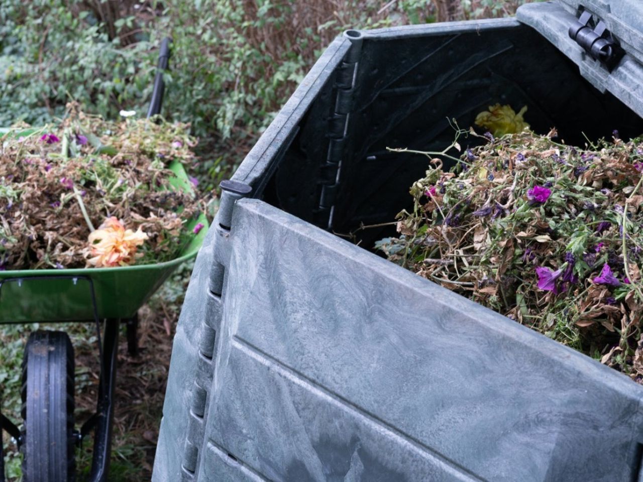 Weeds In A Compost Bin