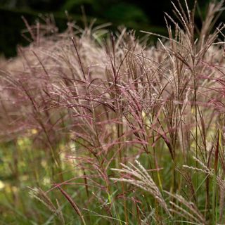 Miscanthus sinensis 'Ferner Osten'