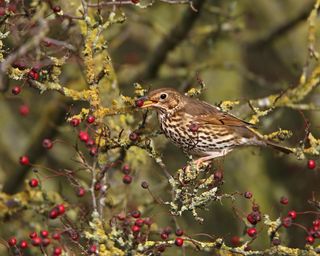 Song thrush eating red berries in a hawthorn hedge