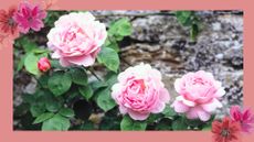 close up image of blooming pink roses to demonstrate training climbing roses horizontally to encourage more buds