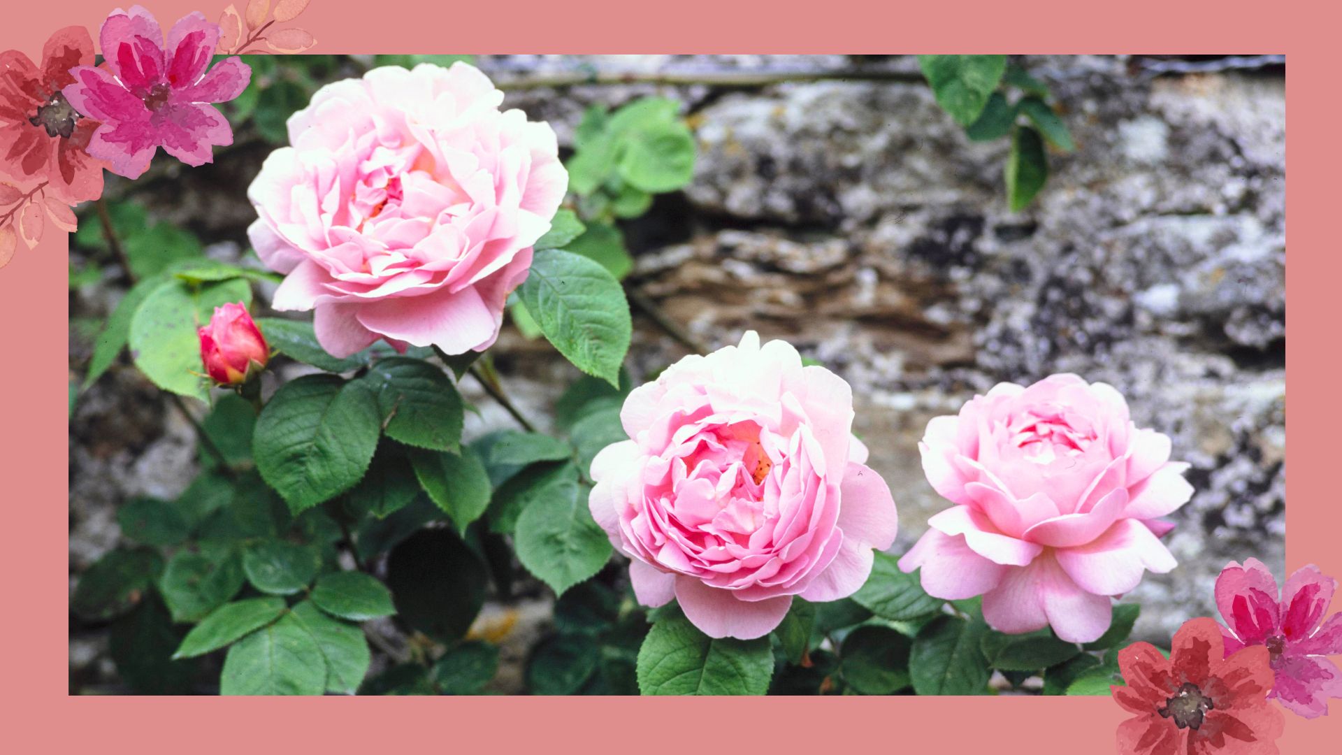 close up image of blooming pink roses to demonstrate training climbing roses horizontally to encourage more buds