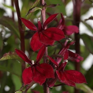 Starship™ Burgundy Cardinal Perennial Plant - Lobelia - Quart Pot