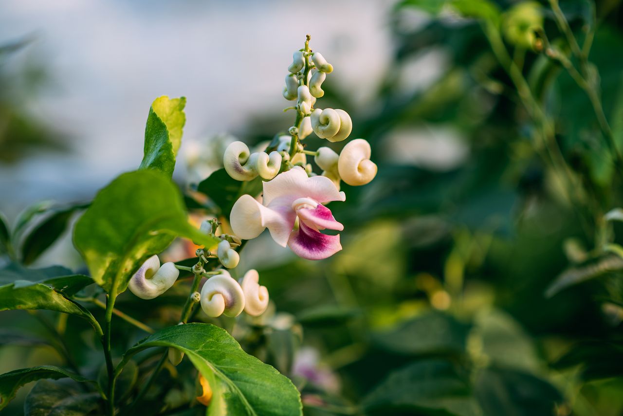 Close up of the fragrant Vigna Caracalla, snail flower and celuca