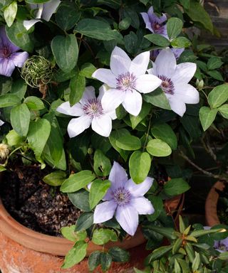 clematis Bernadine in pot