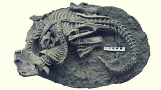 A stone slab with intertwined skeletons of a mammal and dinosaur