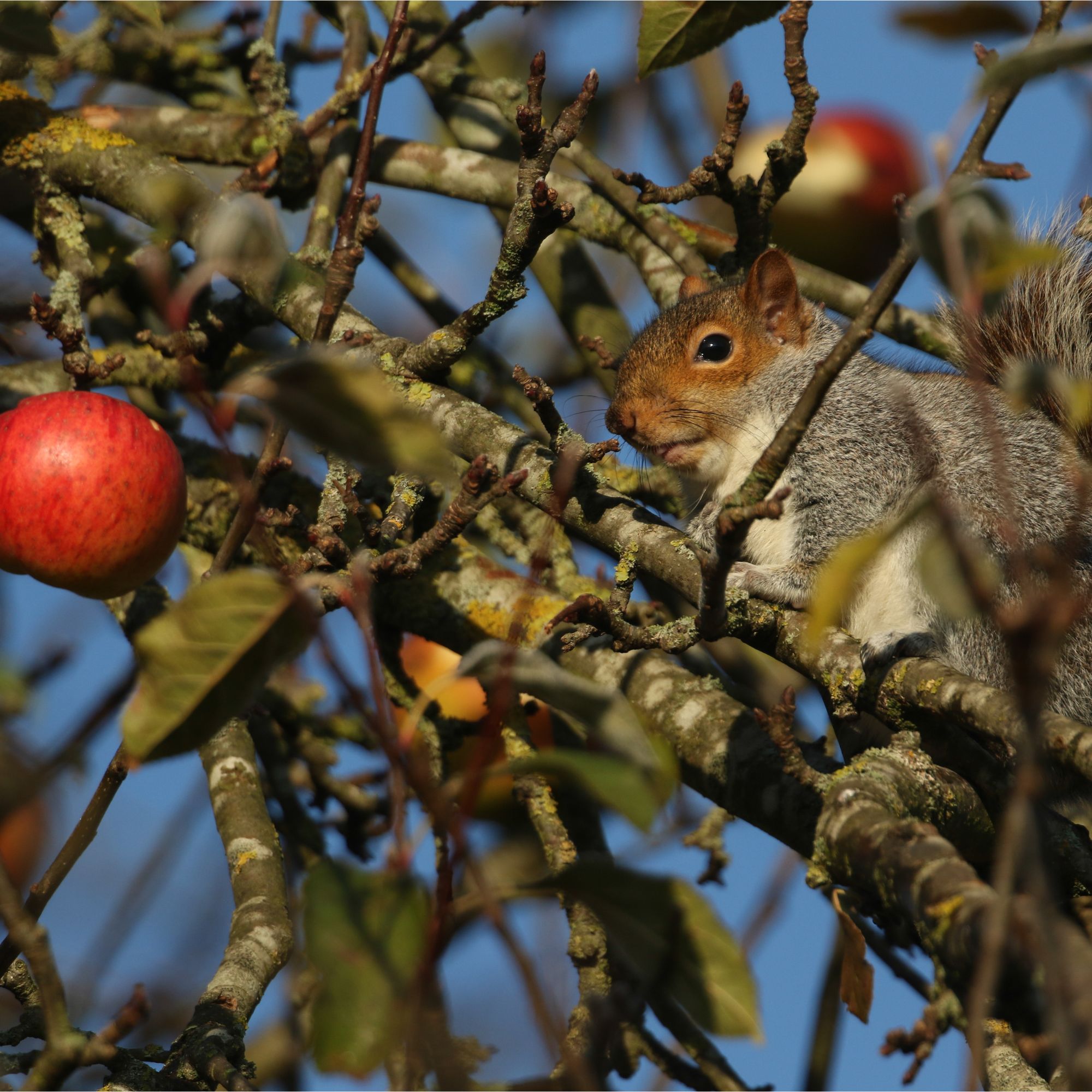 Squirrel on apple tree