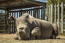 Sudan, the last male northern white rhino, at Ol Pejeta Conservancy in Kenya on June 25, 2015. 