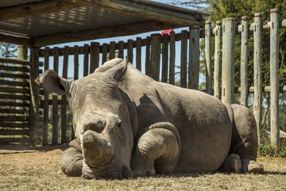 Sudan, the last male northern white rhino, at Ol Pejeta Conservancy in Kenya on June 25, 2015.