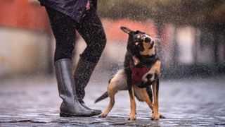 Dog being taken for a walk in the rain