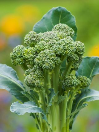 Sprouting Broccoli, Montebello Hybrid