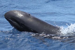 A melon-headed whale.