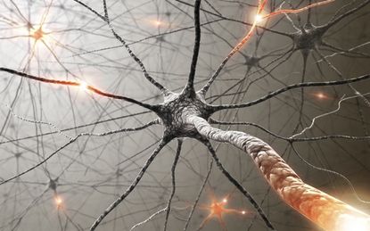 Neurons in the brain.