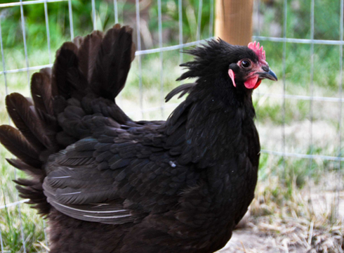 Black-Chicken.jpg