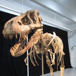 Just as this dinosaur specimen, a relative of Tyrannosaurus rex, went up for auction on May 20, a question arose as to whether or not it was taken illegally from Mongolia. 