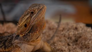 Bearded dragon