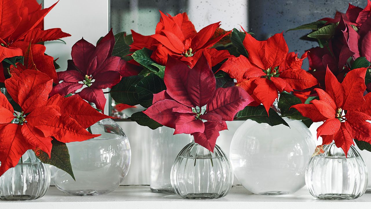 poinsettia care