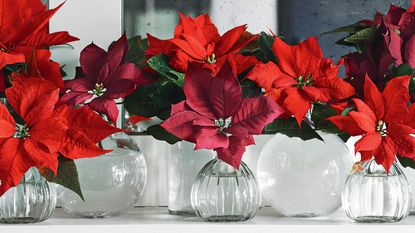 Christmas plants: poinsettias