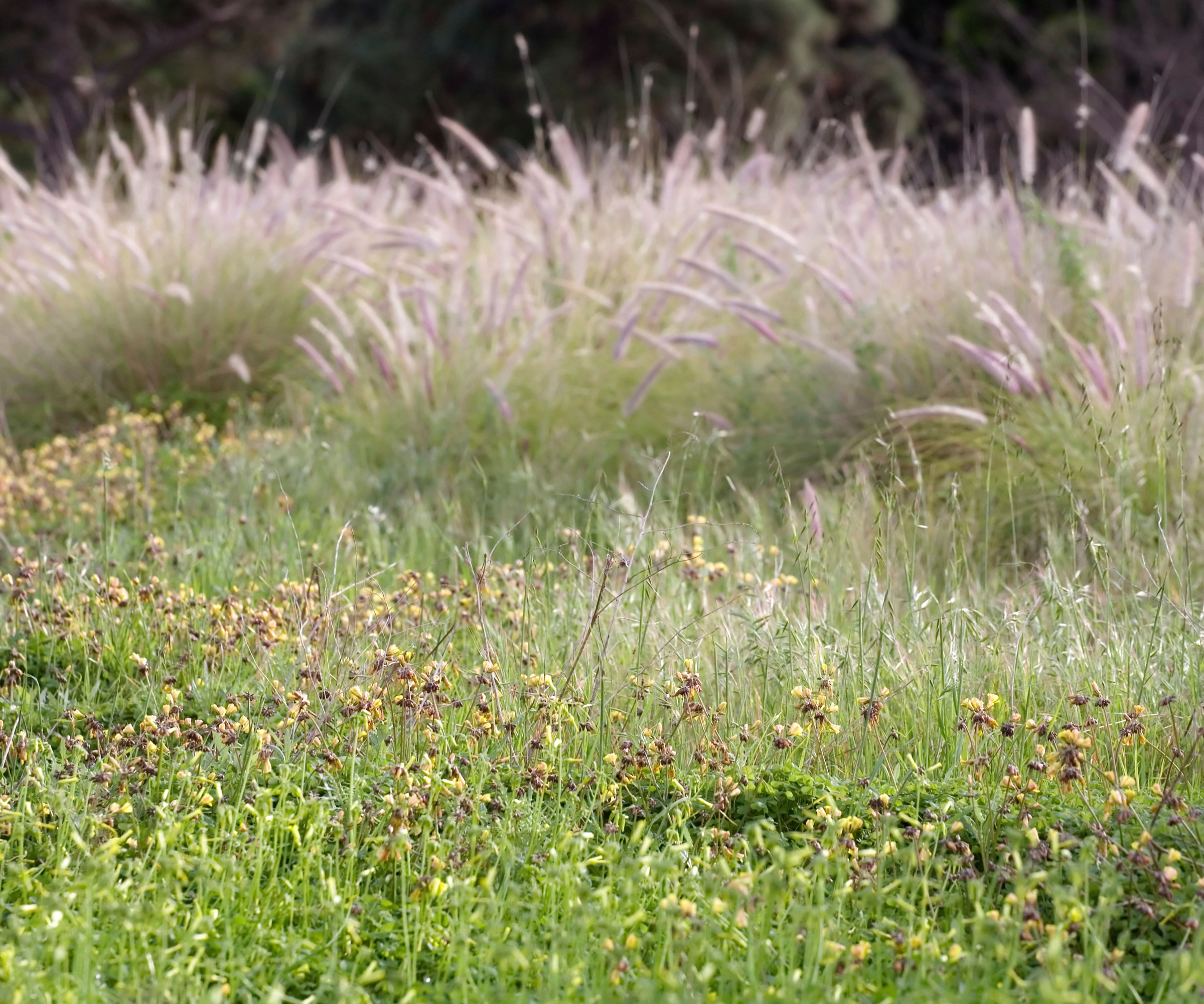 Mixed grasses