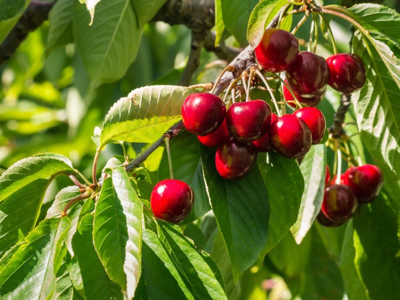 Stella Sweet Cherry Tree Full Of Red Cherries