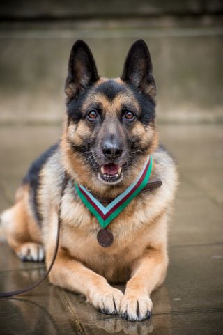 US Military Working Dog Ayron wearing Ch_276527811_441928952