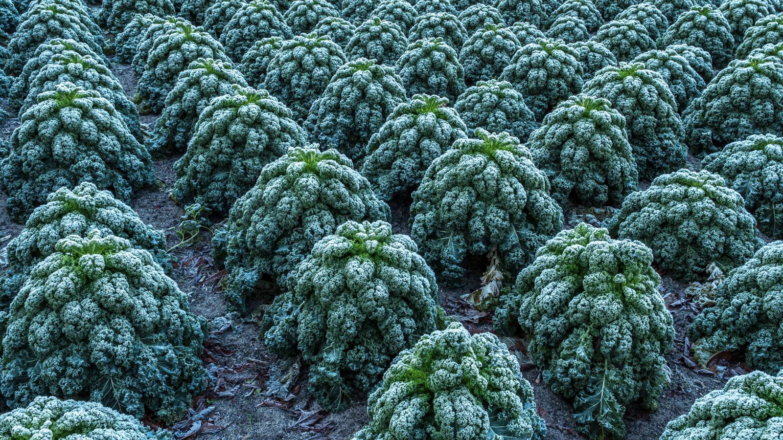 Many kale plants covered in frost