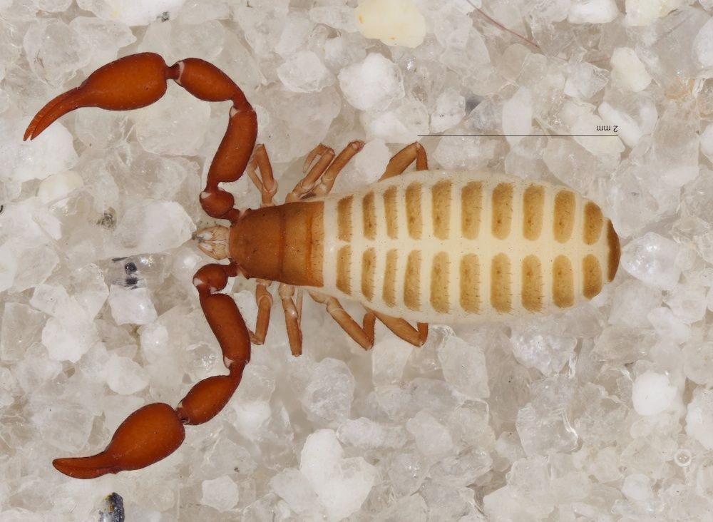 pseudoscorpion