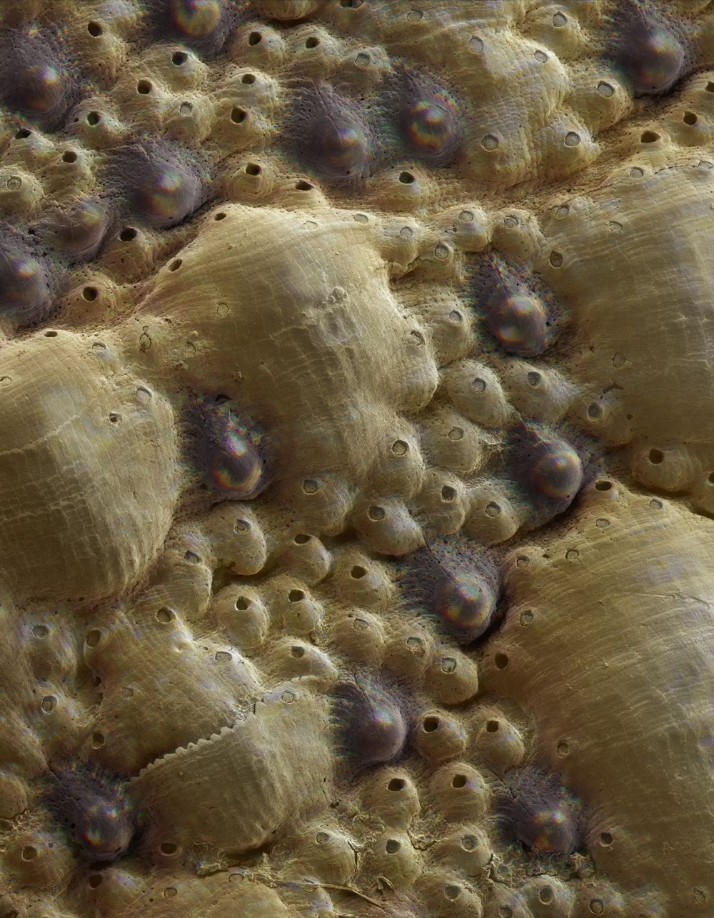 A sea mollusk called a chiton is equipped with hundreds of eyes (shown here in this light micrograph) made out of the mineral aragonite, the same stuff its armor is made from.