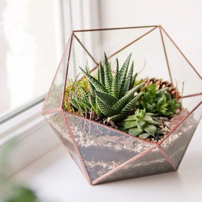 succulents in a terrarium