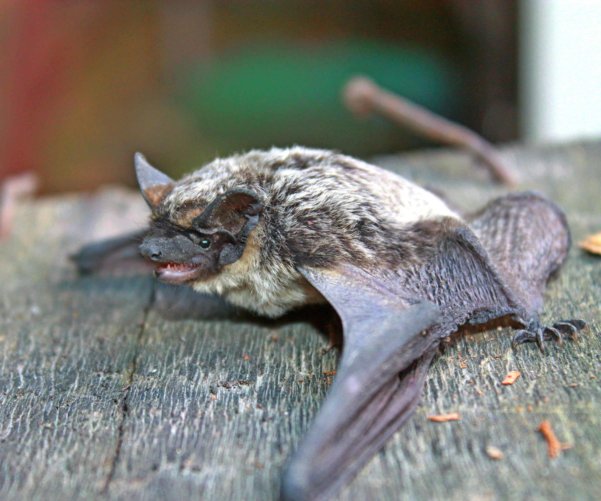 bat sitting on wooden surface in backyard