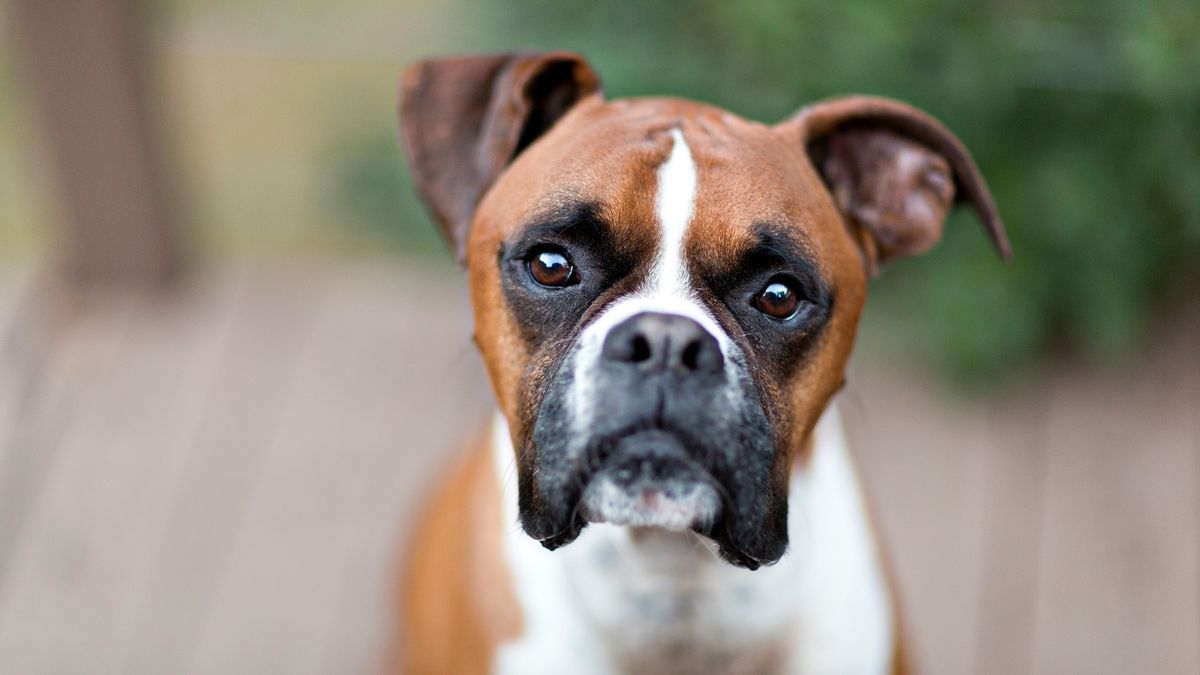 Close up of Boxer dog looking at camera