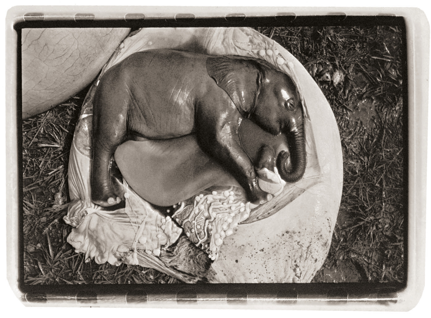 A black-and-white photograph of a fetal elephant curled in a resting position within an exposed gestational sac.