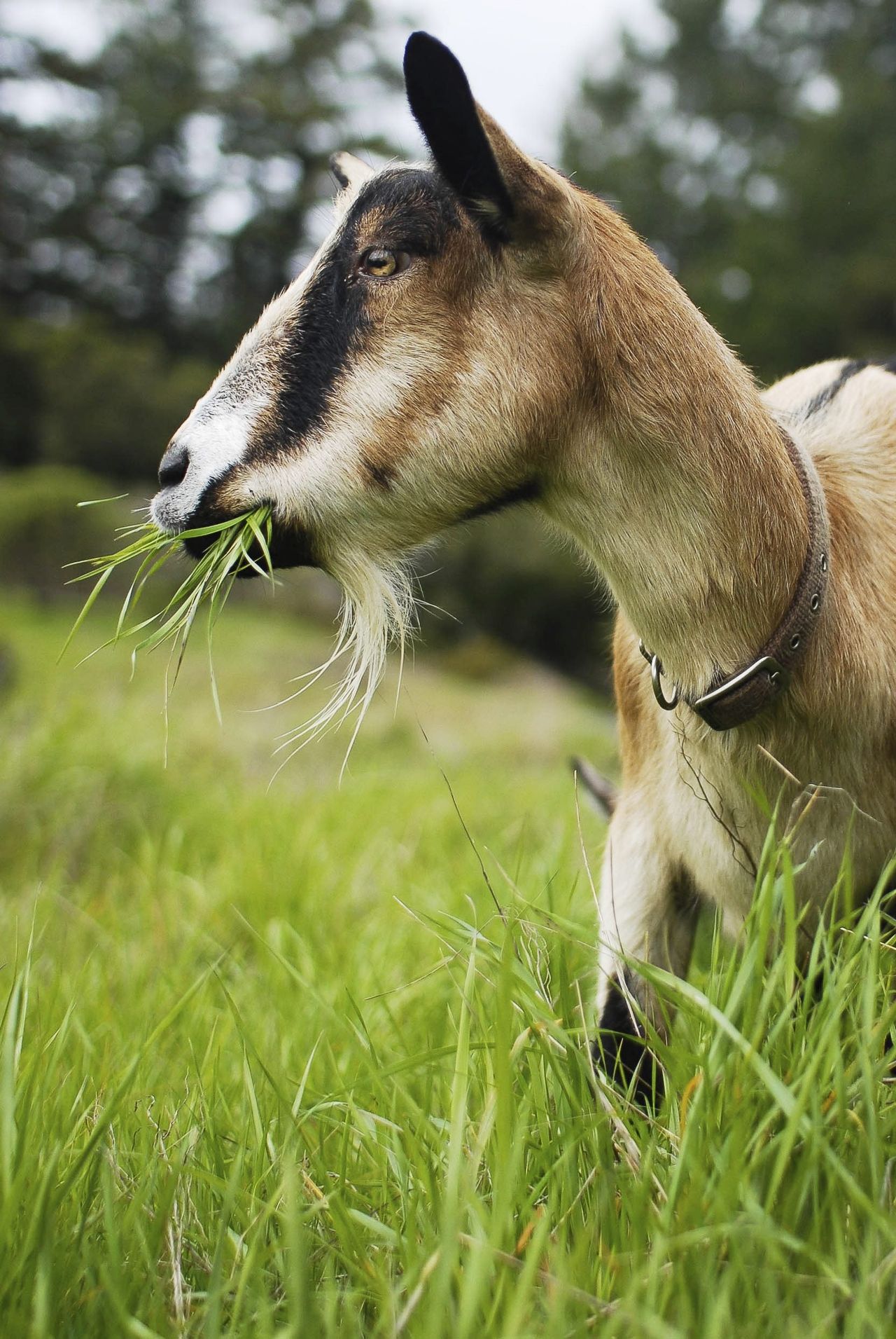 Goat Eating Grass