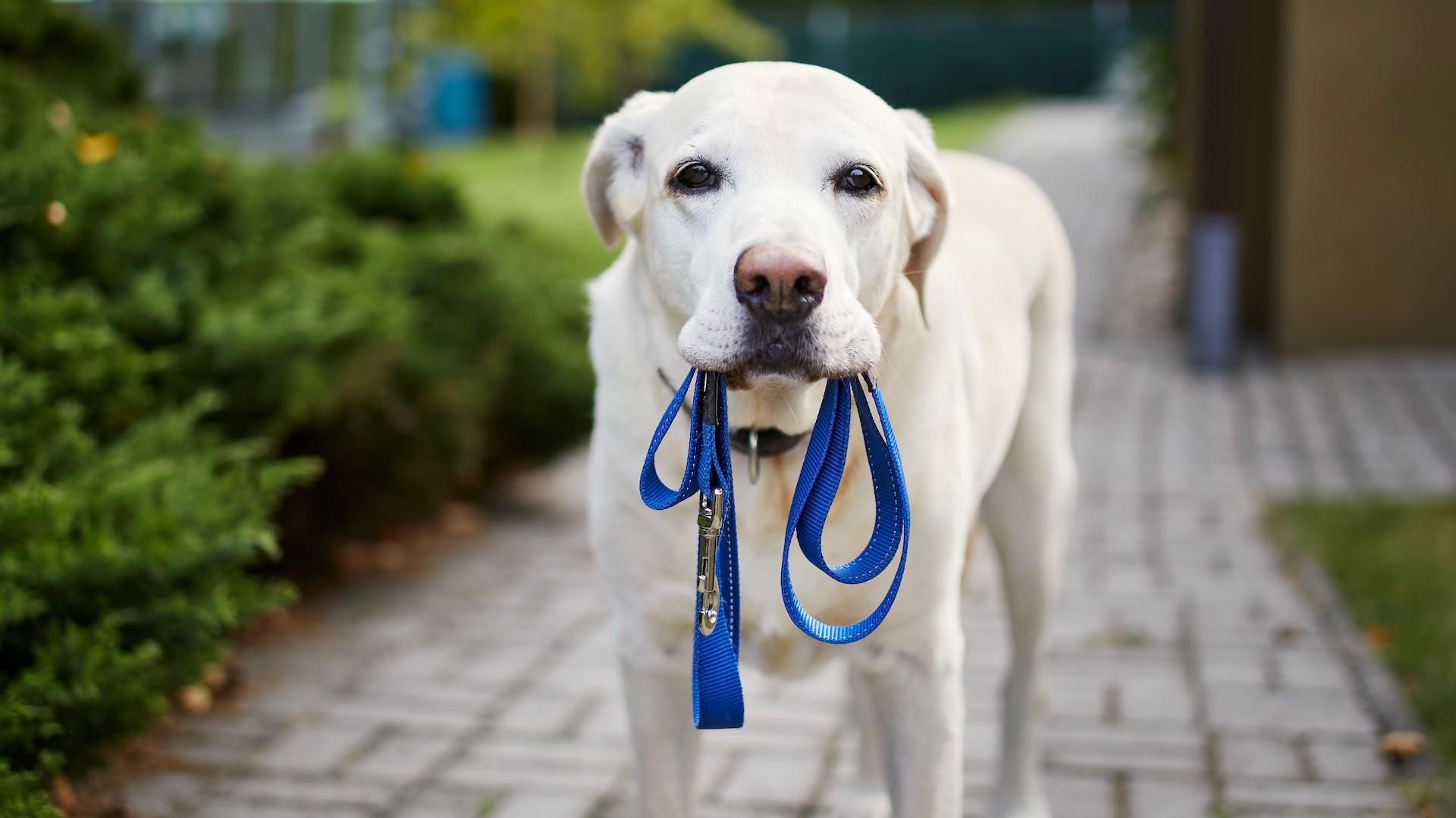 dog wanting to go for a walk