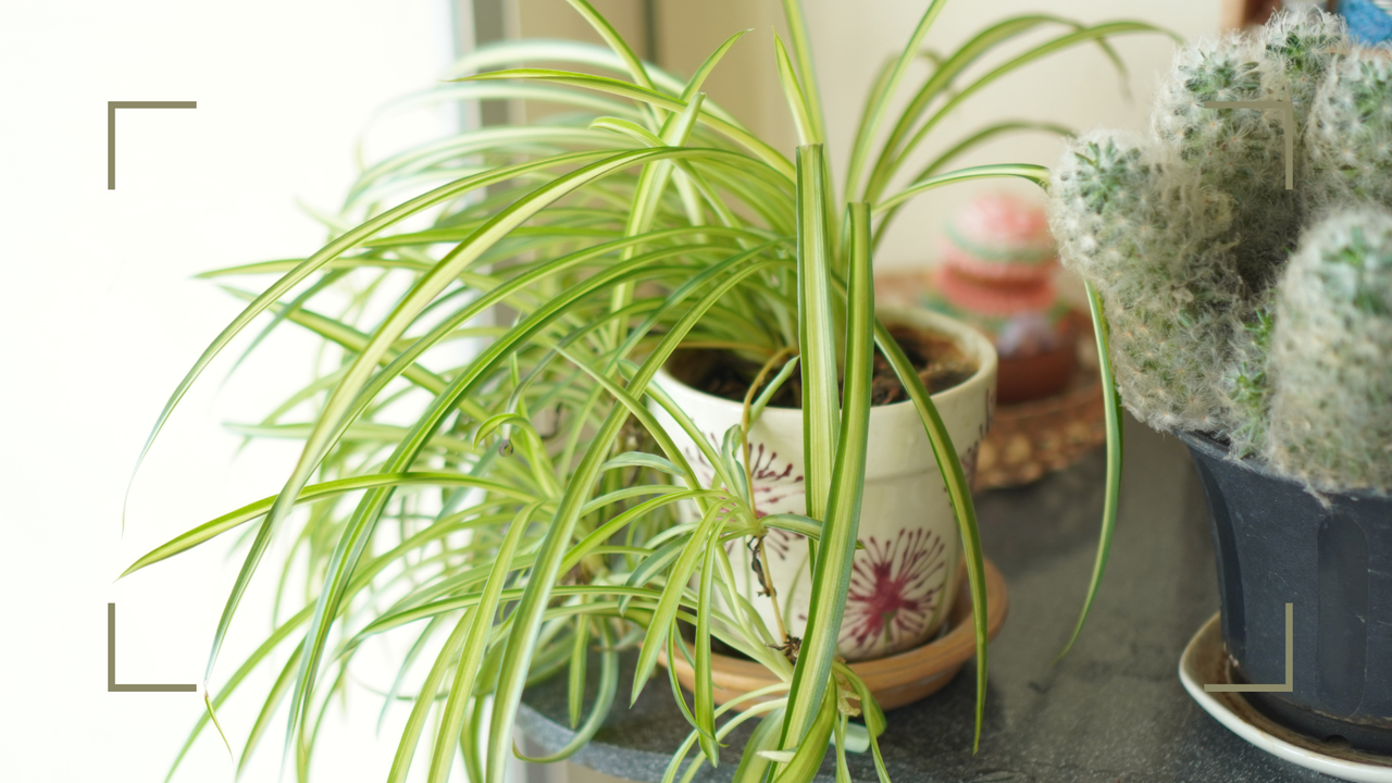 spider plant going yellow - spider plant on counter in home - getty 2225921352 