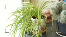 spider plant going yellow - spider plant on counter in home - getty 2225921352 