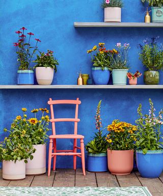 blue garden wall with shelves and potted plants