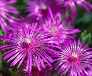 Delosperma cooperi Ice Plant