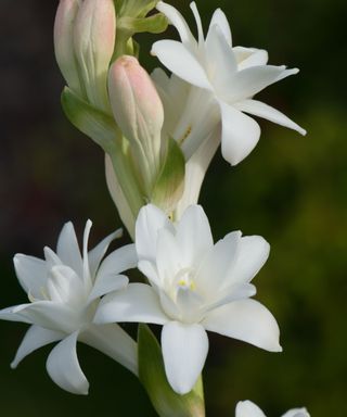 'The Pearl' tuberose flower