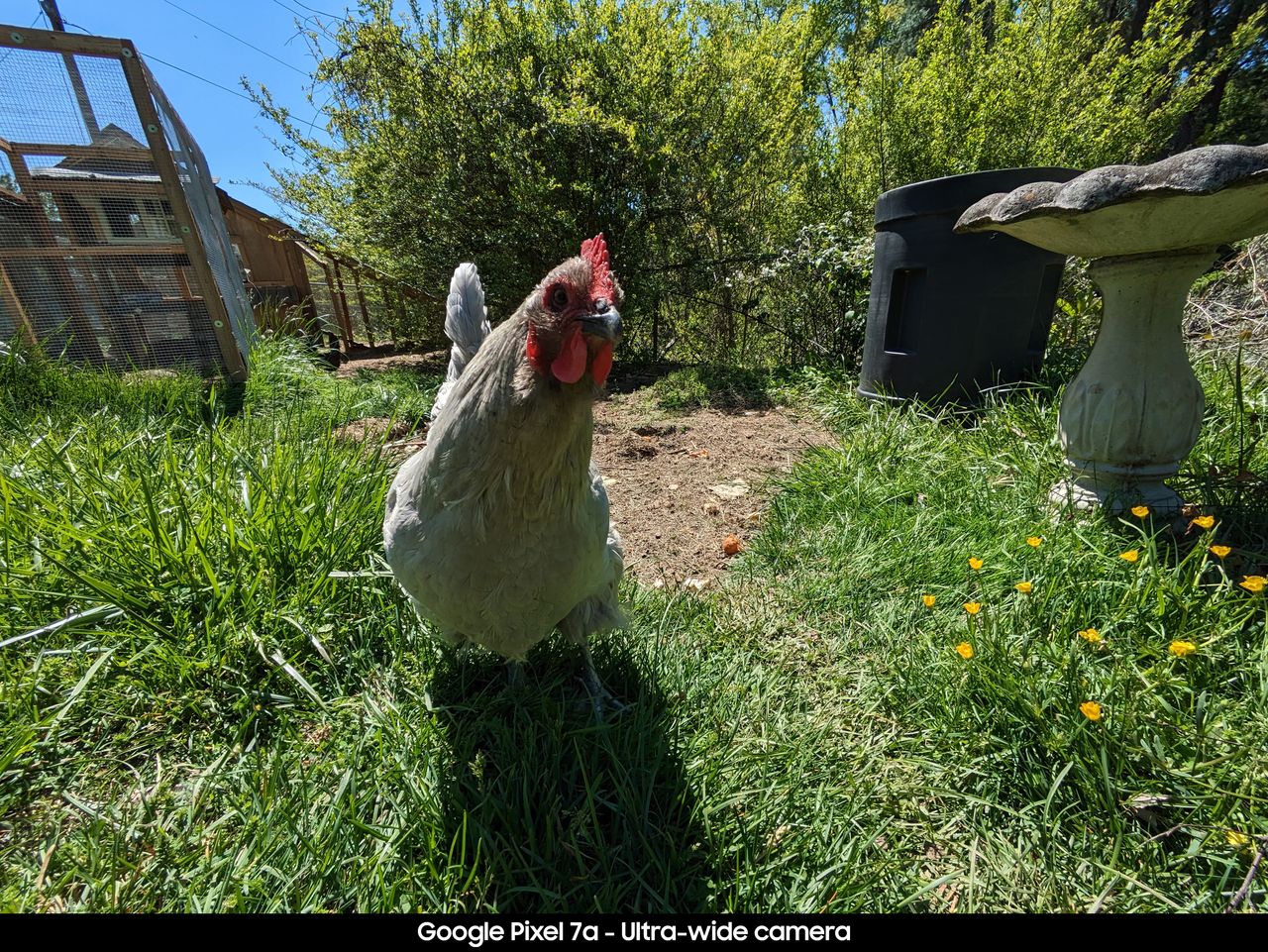 Google Pixel 7a camera sample