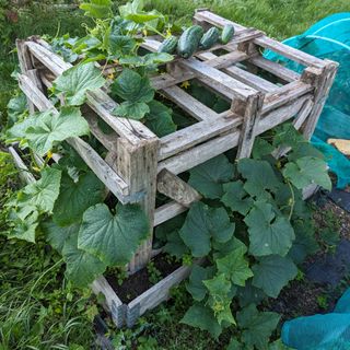 Cucumbers growing in a palette box