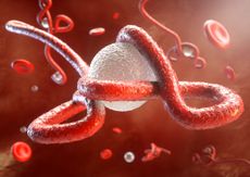 An illustration of the ebola virus attacking the body.
