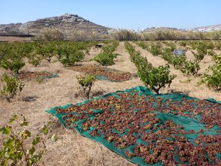 Mykonos Vioma Organic Farm & Vineyard: part of our Greek island wine trails