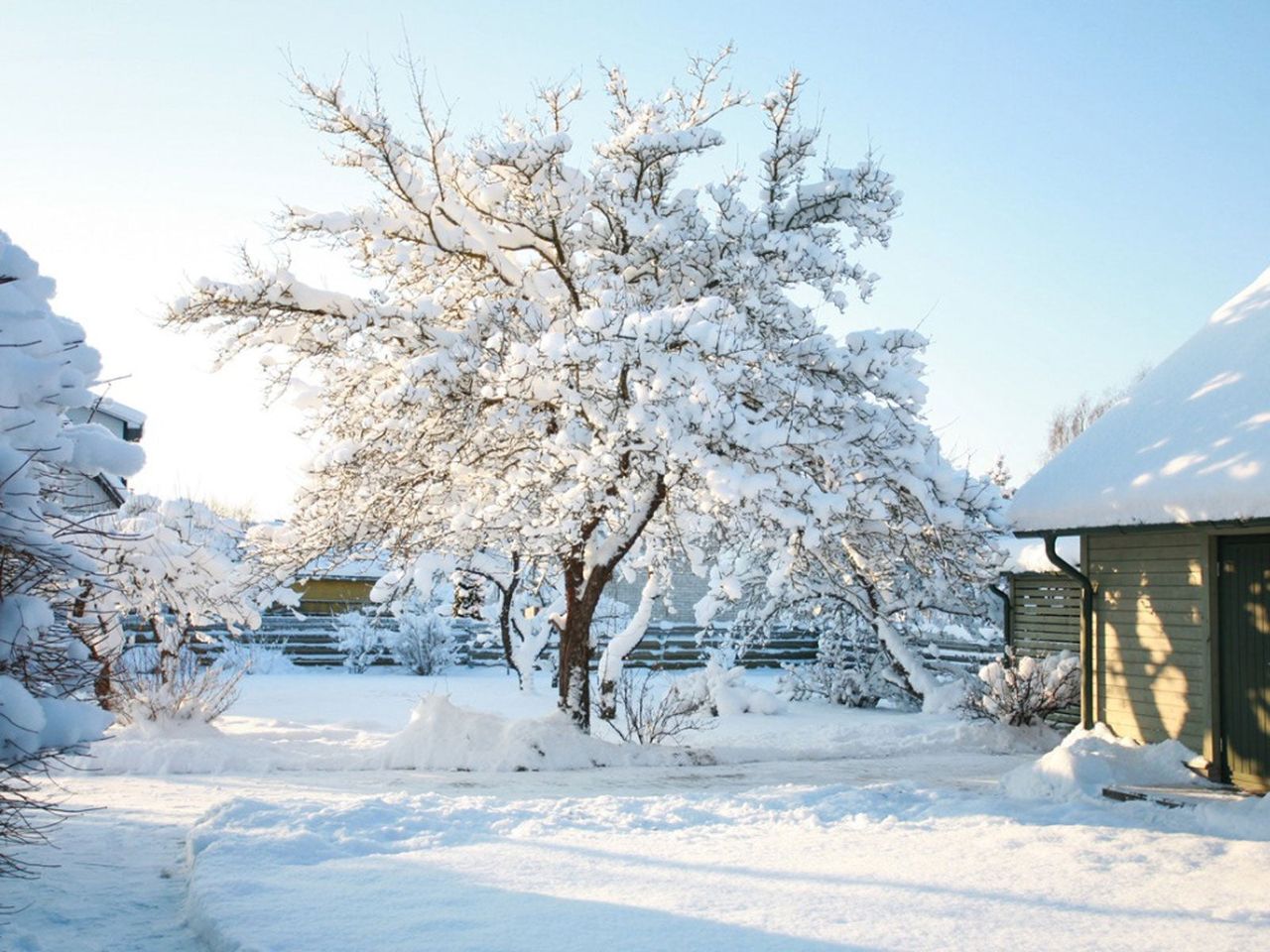 Yard And Large Tree Covered In Snow